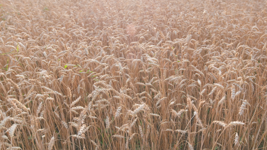 Bright ripe cereal ears. Ears of wheat swaying at the wind at beautiful sunny morning. Pan. | Shutterstock HD Video #1097273377
