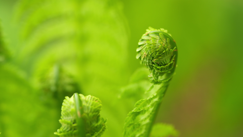 Young fern leaves in garden. Young green leaves of fern swaying in the summer wind. Close up. | Shutterstock HD Video #1097273413