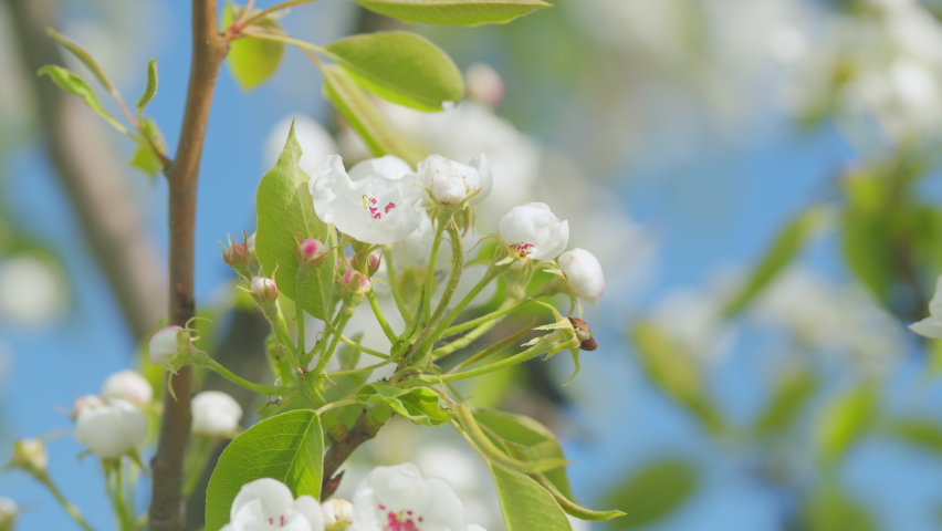 Pear blossom in spring for background. Branch with white flowers in spring bloom. Close up. | Shutterstock HD Video #1097273429