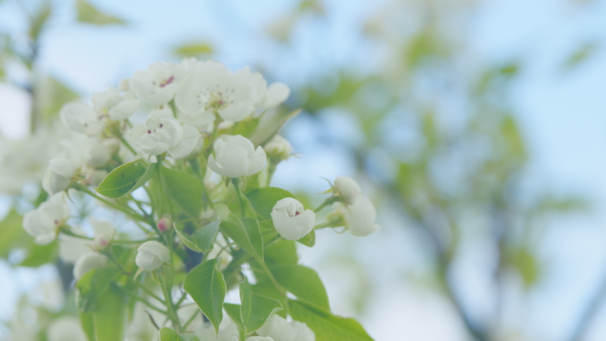 Beautiful branch on spring day. Blossom pear white flower tree on nature background. Close up. | Shutterstock HD Video #1097273445