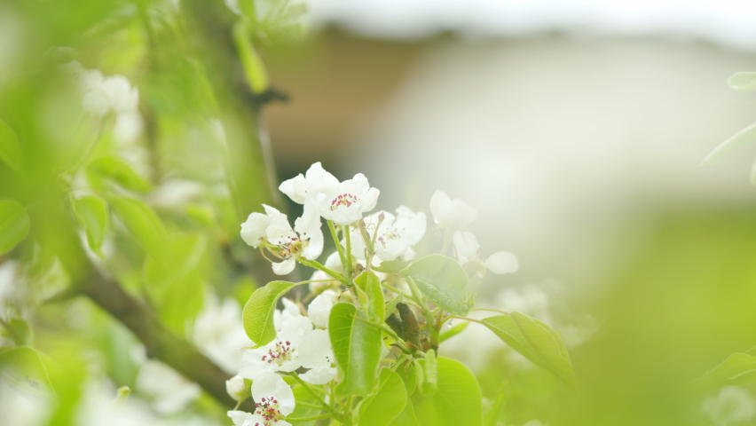 Blossoming of white petals of pear flower. Flowers on tree or shrub. Close up. | Shutterstock HD Video #1097273451