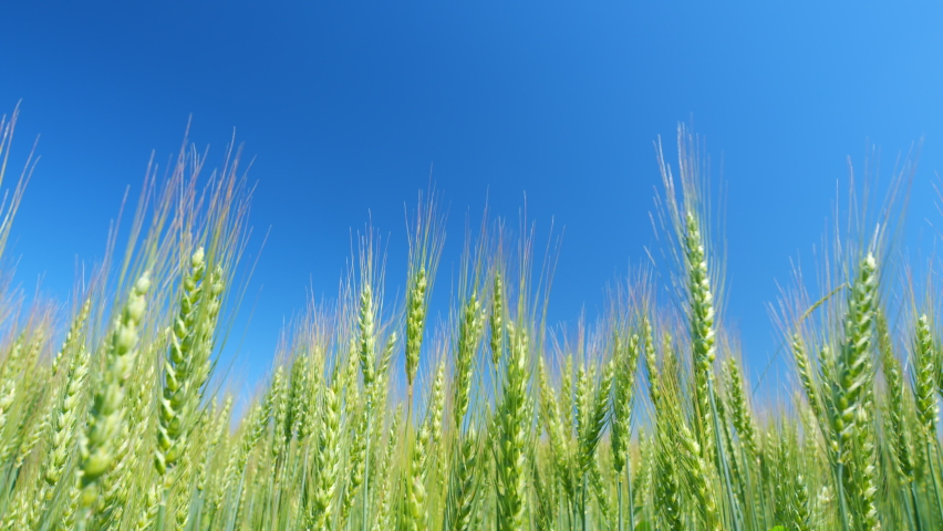 Beautiful blue sky. Strong winds sway wheat field. Low anlgle view. Wheat crop field swaying though wind. Summer agricultural field. Royalty-Free Stock Footage #1097273503