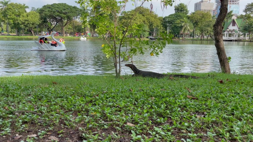 Dragon Komodo, Dragon Komodo of Bangkok With Lumpini Park...,Animal in Park