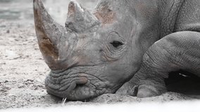 Close-up view of white rhinoceros (Ceratotherium simum, also known as white rhino) head lying on the ground during light rain. Real time video. Resting animal theme.