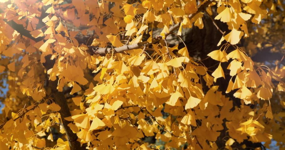 Close-up, yellow autumn foliage in morning sunlight, wind swaying background. Autumn background of golden yellow leaves. Bright sun light shine. Beautiful leaf texture, patterns. Fall forest landscape | Shutterstock HD Video #1097277849