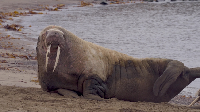 Walrus lying on the ground, Svalbard
Beautiful shot from north pole Spitsbergen, Svalbard Norway,2022, sunset
