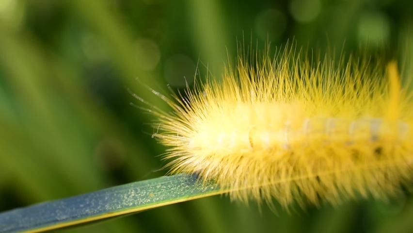 Closeup yellow fluffy caterpillar crawling on grass blade, beautiful blurred green nature background.