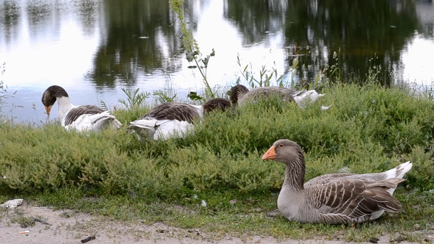Geese walk near the pond