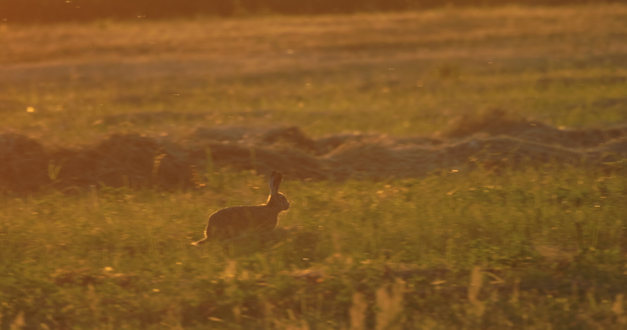 Hare rushing across the meadow, golden hour, 4K slomo Royalty-Free Stock Footage #1097284337