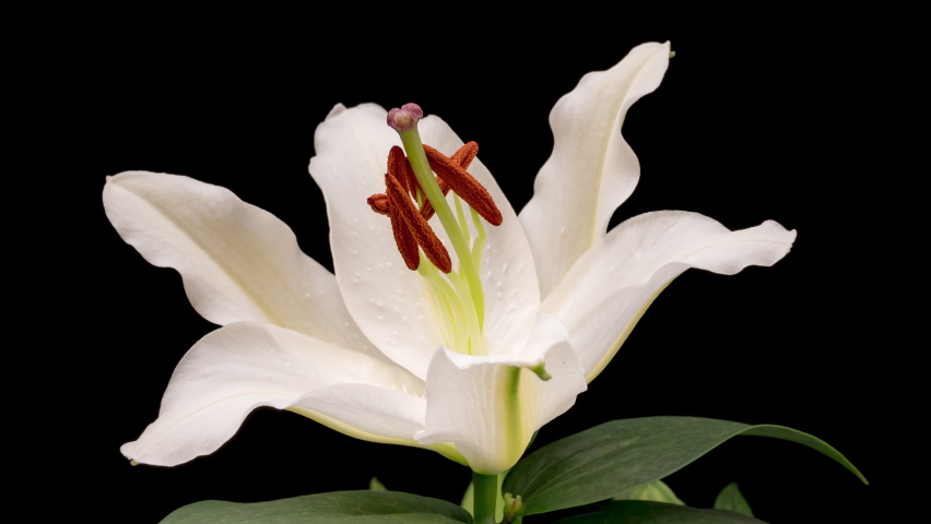 4K Time Lapse of blooming white lily flower, isolated on black background. Time-lapse of beautiful Lily flower bud opening, close up.