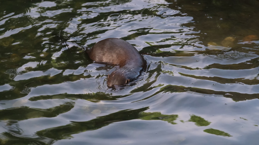 Lutra lutra European otter plays in the water Royalty-Free Stock Footage #1097287505
