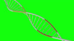 DNA 3D animation Green screen Chroma key. Rotating DNA double helix. Science and medicine concepts. Seamless loopable background.