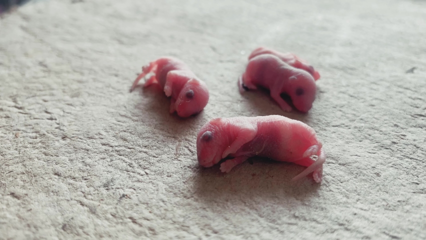 For rat babies are playing and background white paper | Shutterstock HD Video #1097290755