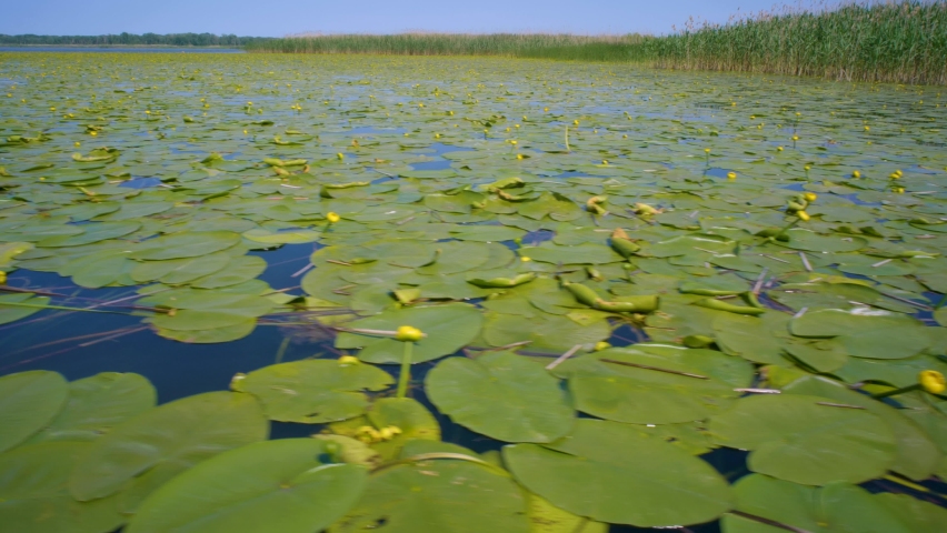 Beautiful water lily in Danube Delta Romania. Cruise through waterlily reservation in Danube's delta. Protected area. Boat trip through the waterlily reservation. Lake with waterlilies Royalty-Free Stock Footage #1097292219