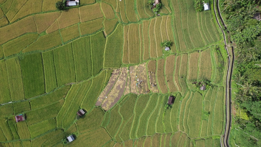 The Bali Terrace Rice Fields | Shutterstock HD Video #1097292901