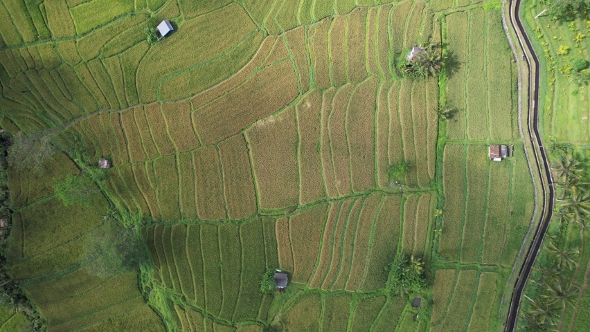 The Bali Terrace Rice Fields | Shutterstock HD Video #1097292903