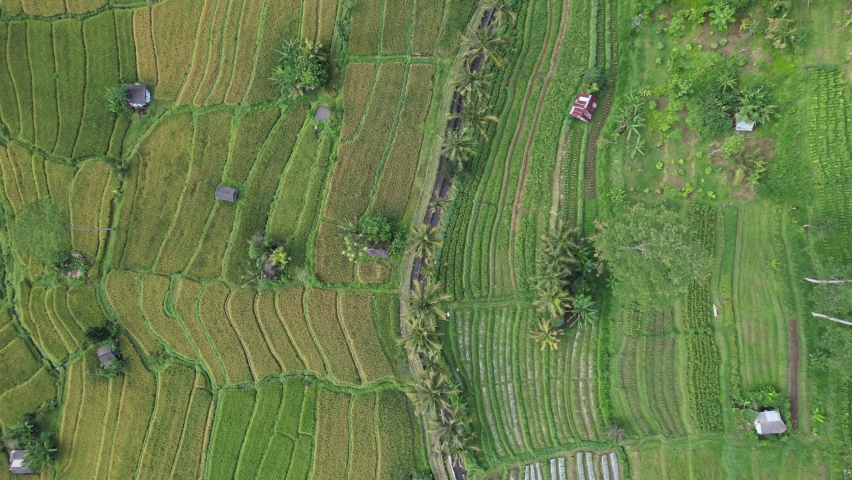 The Bali Terrace Rice Fields | Shutterstock HD Video #1097292905