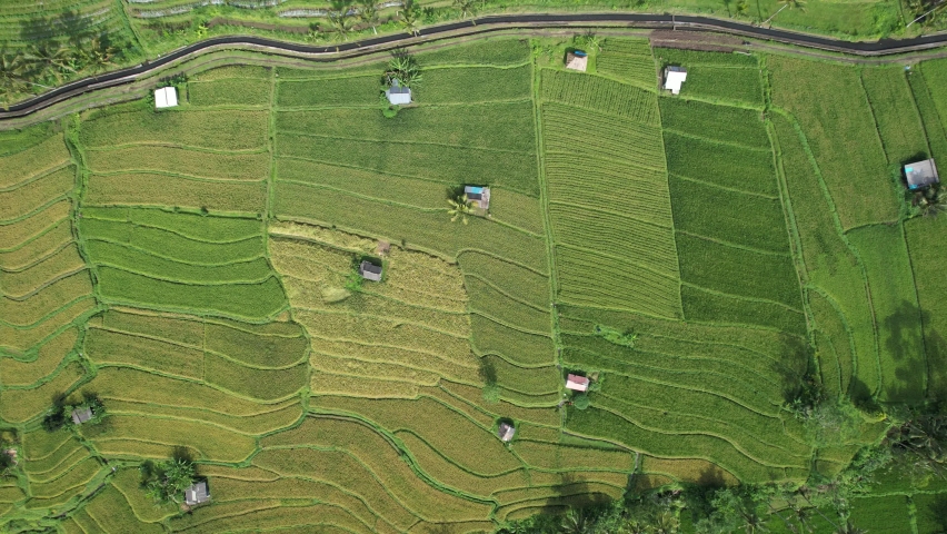 The Bali Terrace Rice Fields | Shutterstock HD Video #1097292911