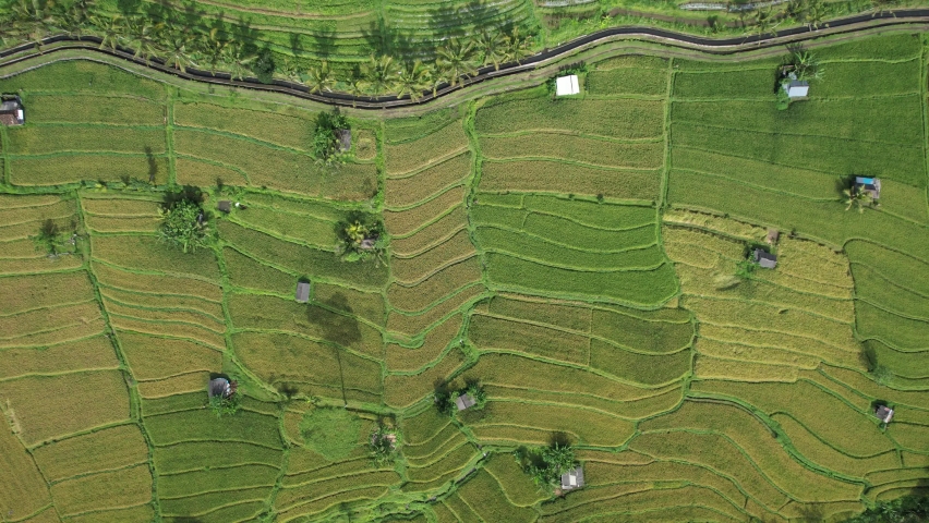 The Bali Terrace Rice Fields | Shutterstock HD Video #1097292913