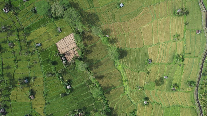The Bali Terrace Rice Fields | Shutterstock HD Video #1097292919