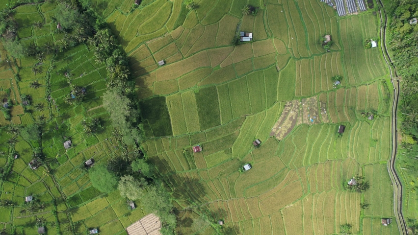 The Bali Terrace Rice Fields | Shutterstock HD Video #1097292923