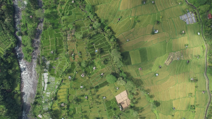 The Bali Terrace Rice Fields | Shutterstock HD Video #1097292925