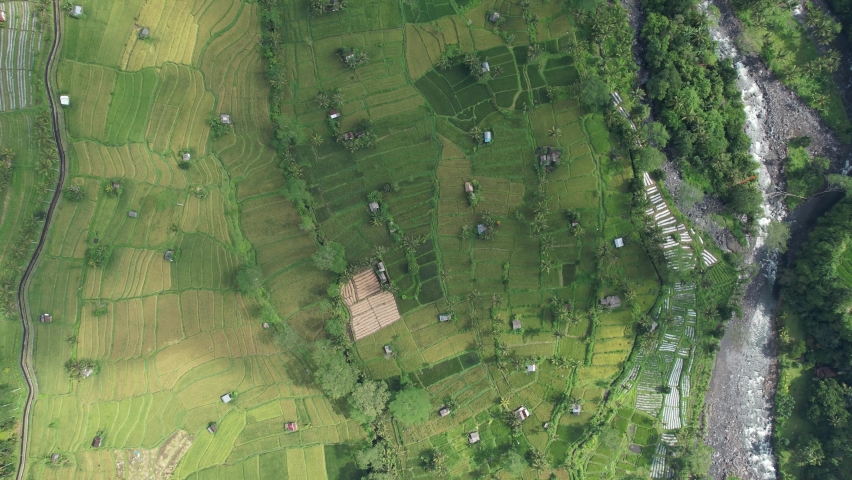 The Bali Terrace Rice Fields | Shutterstock HD Video #1097292945