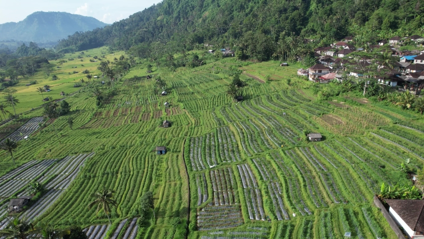 The Bali Terrace Rice Fields | Shutterstock HD Video #1097292969
