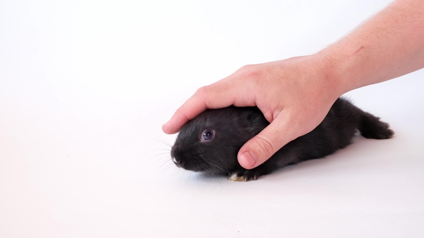 Human hand stroke black rabbit sitting on white background. Hare is go out. Serpentine fly down. Symbol of 2023 according to the Chinese calendar. Cute home pets. Vet care help. Concept. Easter bunny.