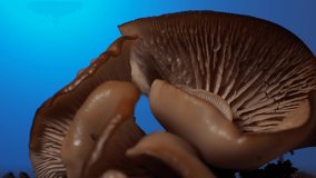 Rotating mushrooms on a blue background. Mushroom texture. Macro Video shooting. High quality 4k footage