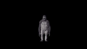Gorilla 4K Beat Dance animation.3840×2160.22 Second Long.Transparent 