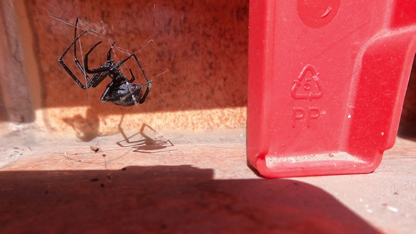 A black widow preparing her spider web to hunt her prey | Shutterstock HD Video #1097299325