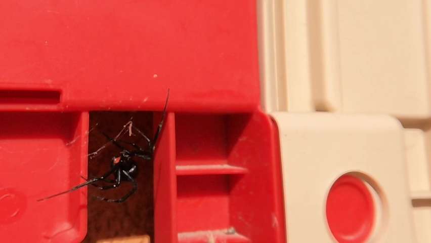 A black widow preparing her spider web to hunt her prey | Shutterstock HD Video #1097299327