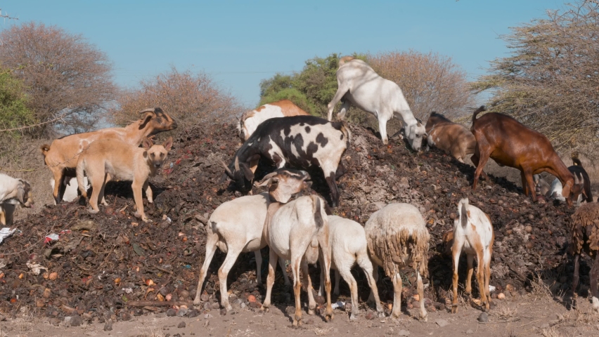 Goats and sheep on a rubbish dump trying to find something to eat in the drought that is currently hitting the african continent | Shutterstock HD Video #1097301427