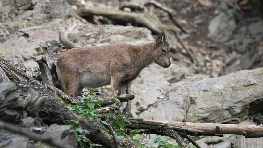 West caucasian tur on the rock