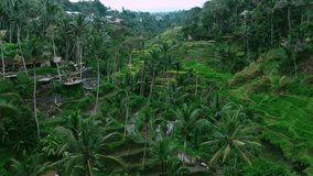 Drone view on the rice terraces of Bali, Indonesia. Green jungle with palms and a small village are near the terraces. Drone flight above the rice plantation (yellow, green, no rice places)