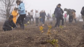 Tree planting event. Environmental action to create a forest by planting oak tree sapling. A lot of people are planting trees, viewed in the blurred background. 4k video.