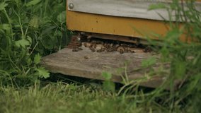 Busy active honeybees at entrance to wooden Langstroth hive