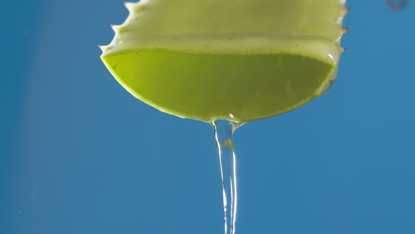 Pure water drops and streams to green aloe vera on blue background. Slow motion. | Shutterstock HD Video #1097321885
