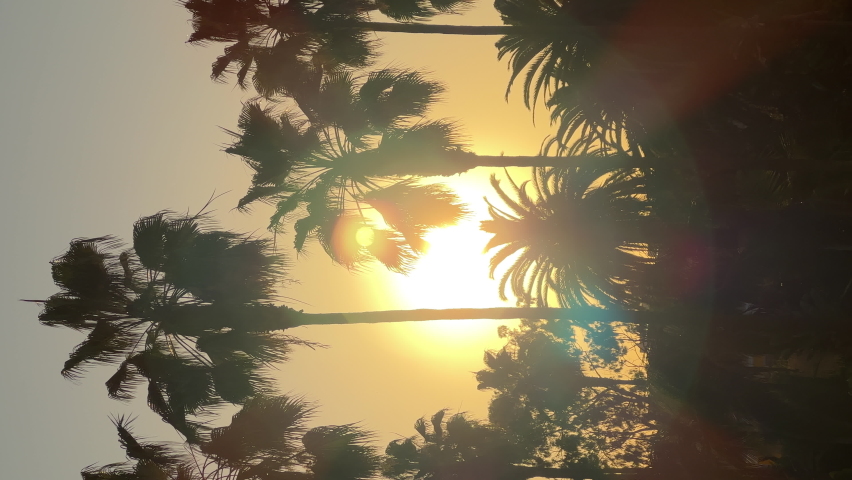 Vertical shot. Sunset sky in Los Angeles. Sunset and palm trees. Evening sun Royalty-Free Stock Footage #1097323403