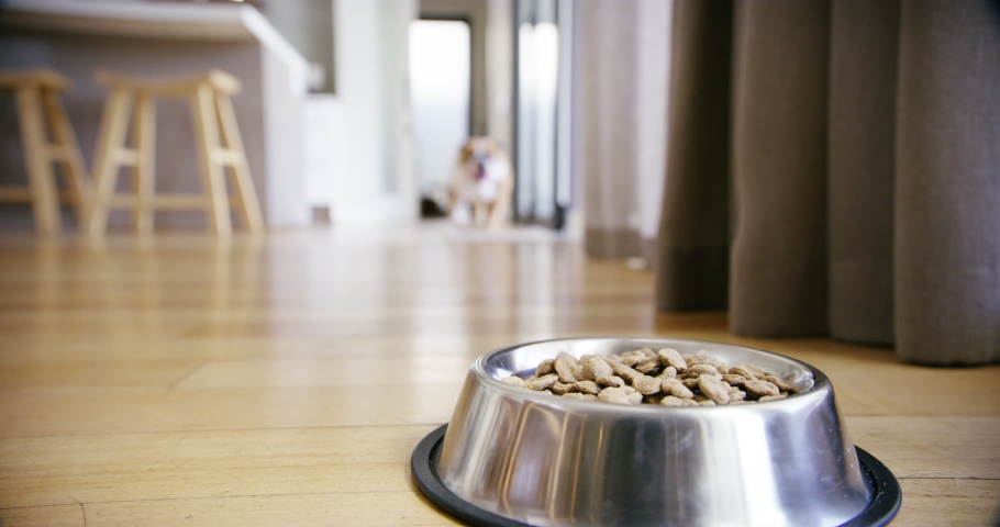 Animal care, dog bowl with food in house and unhappy with diet or new brand of dog food. Excited bulldog running, picky eating and nutritional meal for healthy growth and development for pet at home. | Shutterstock HD Video #1097323939