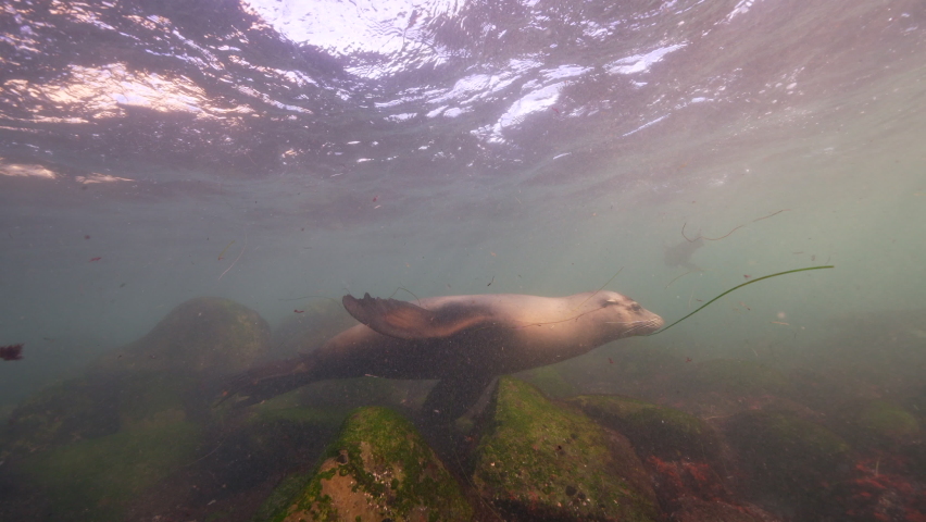 Super Slow Motion 4K 120fps: California Sea Lion in the Pacific Ocean, California, United States