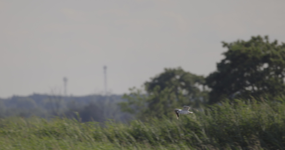 Tern in flight, other birds in the background, 4K slomo