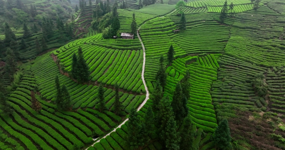 Beautiful green tea field in spring mountain at Sichuan China aerial nature landscape 4k clip | Shutterstock HD Video #1097340545