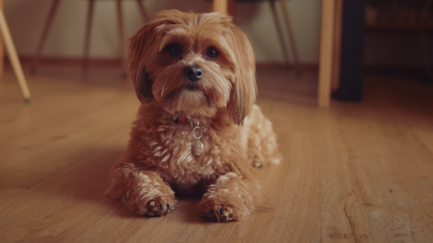 Brown fluffy Havanese dog laying on the kitchen