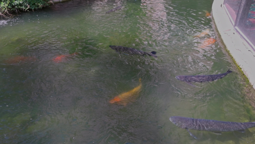 Close up of koi fish and black carp in pond. Las Vegas. USA | Shutterstock HD Video #1097343861