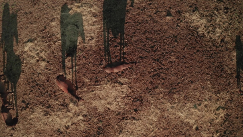 Aerial zoom out shot of a herd of brown Hucul ponies on a horse farm in Sihla, Central Slovakia. Late summer evening light is creating beautiful long shadows.