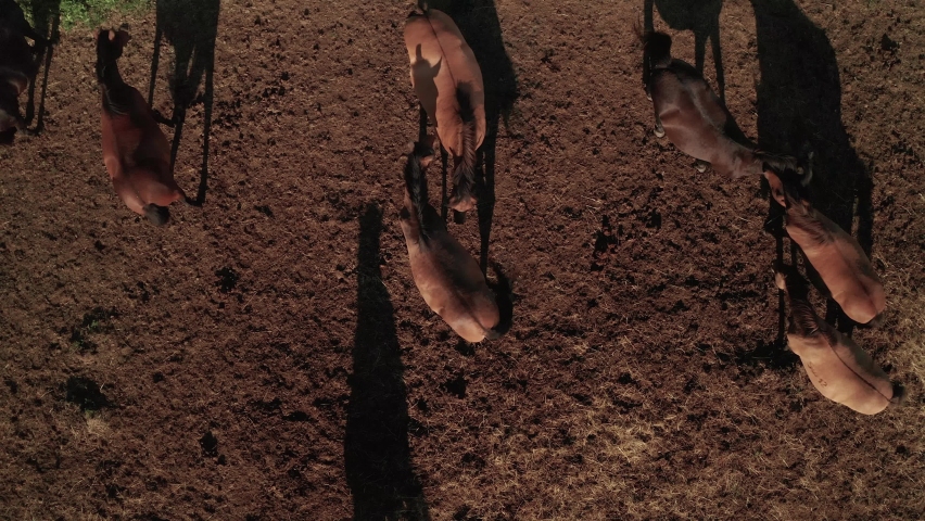 Aerial zoom out view of brown horses (Hucul pony) and their beautiful long shadows on a late summer evening.