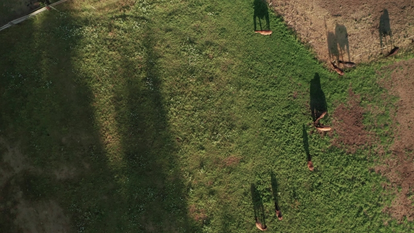 Aerial dolly shot of brown horses on a horse farm in Sihla, Central Slovakia. Horses are casting beautiful long shadows thanks to a late summer light.