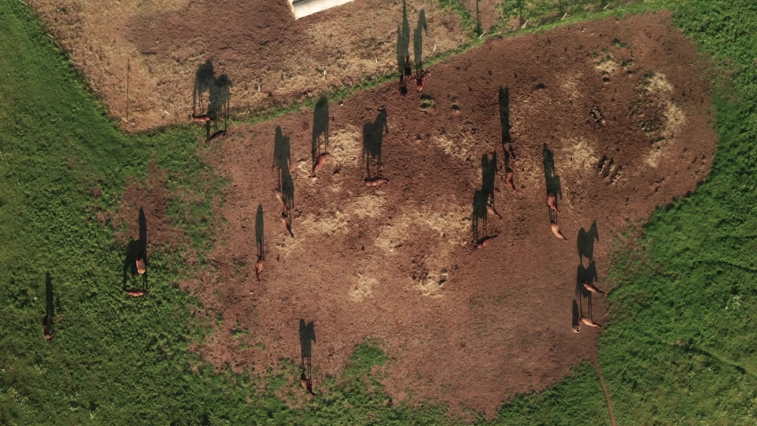 Slow aerial zoom in shot of a herd of horses and their beautiful long shadows on a late summer evening